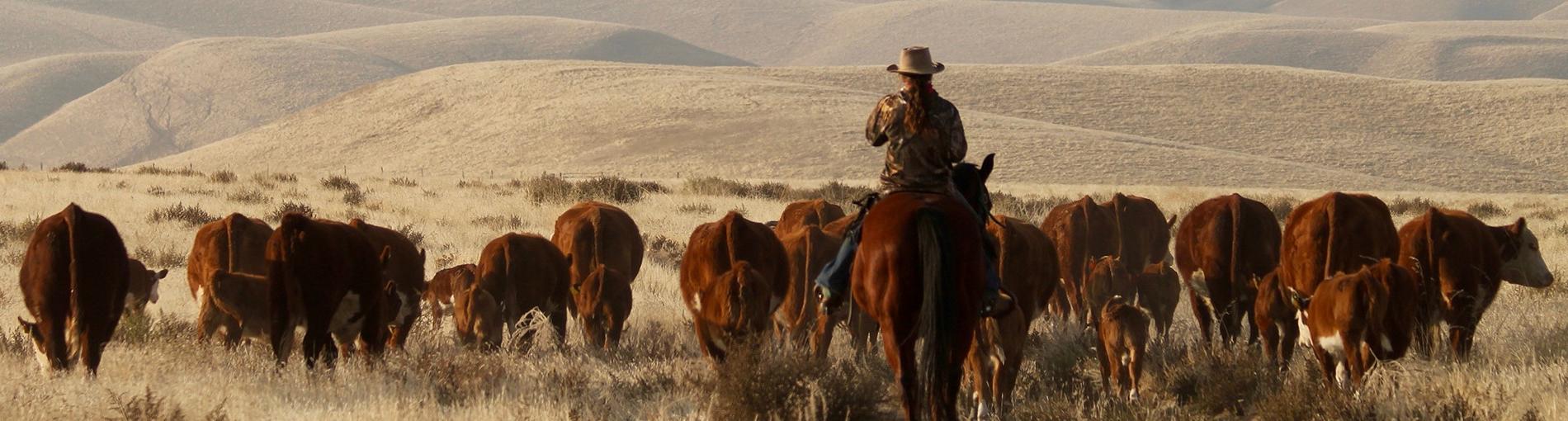 Cattle rancher moving cattle to winter pasture - Sarah Snedden摄